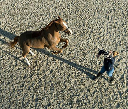 Dressage equitation cheval - centre equestre équilibre