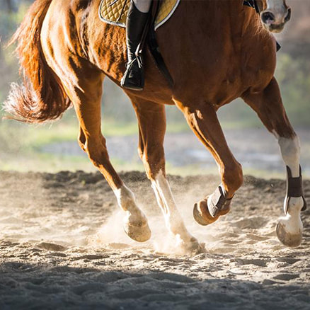 Préparation galops equitation bretagne - centre equestre équilibre